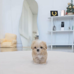 Puppy Name : Layla