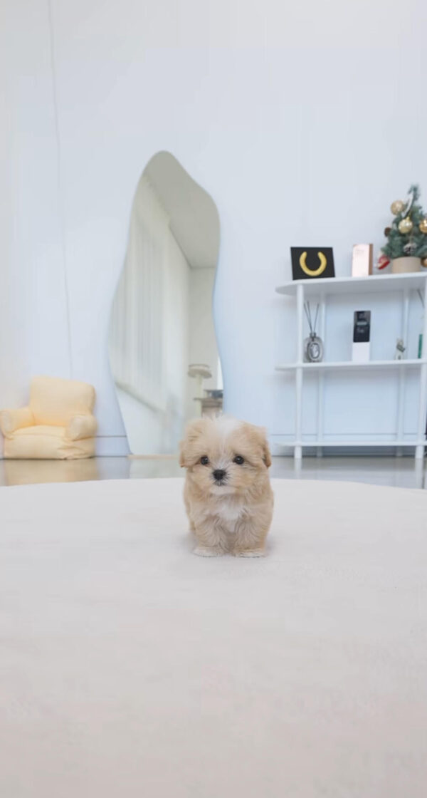 Puppy Name : Layla