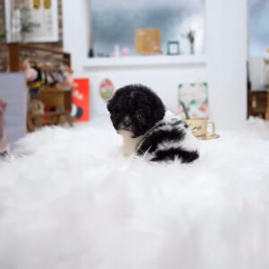 Puppy Name : Leah