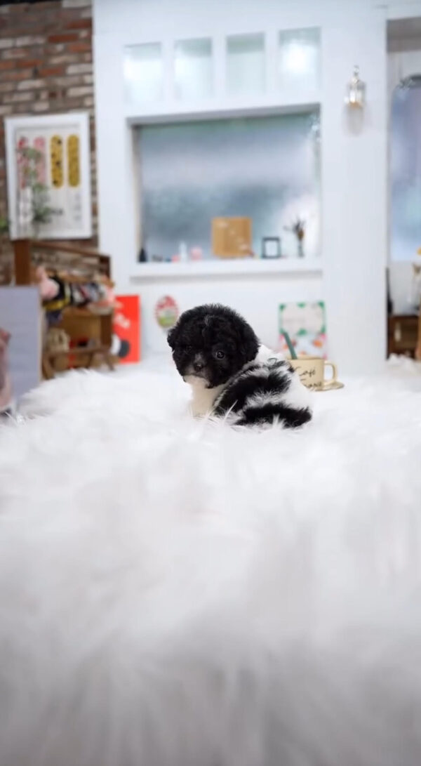 Puppy Name : Leah