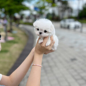 Puppy Name : Leah
