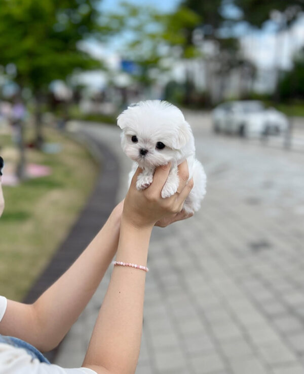Puppy Name : Leah