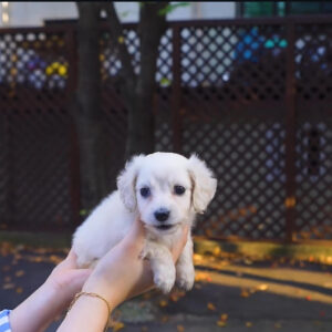 Puppy Name : Lexi