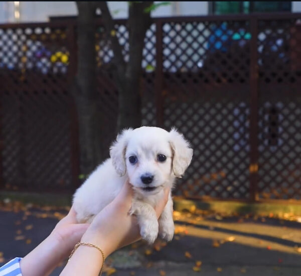 Puppy Name : Lexi