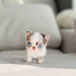 Puppy Name : Lilac