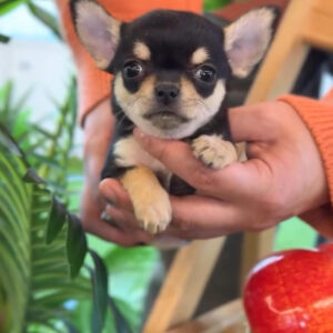 Puppy Name : Lilie