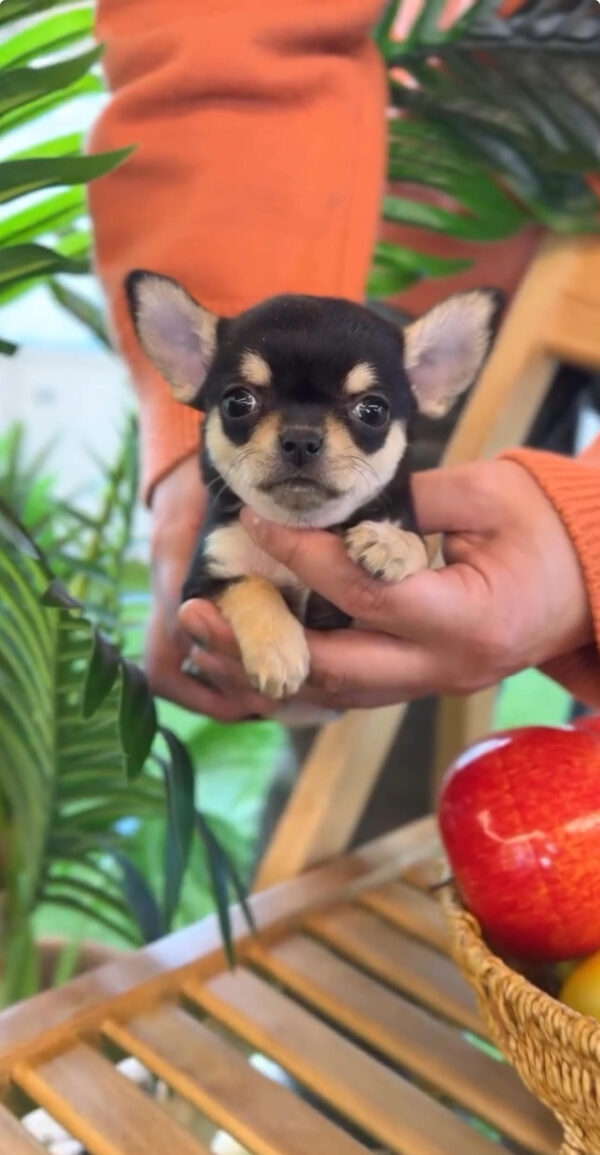 Puppy Name : Lilie