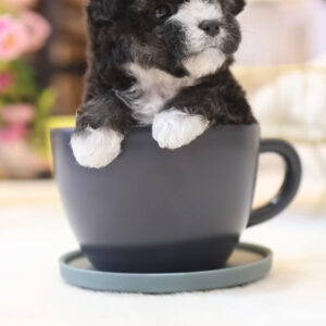Puppy Name : Lola