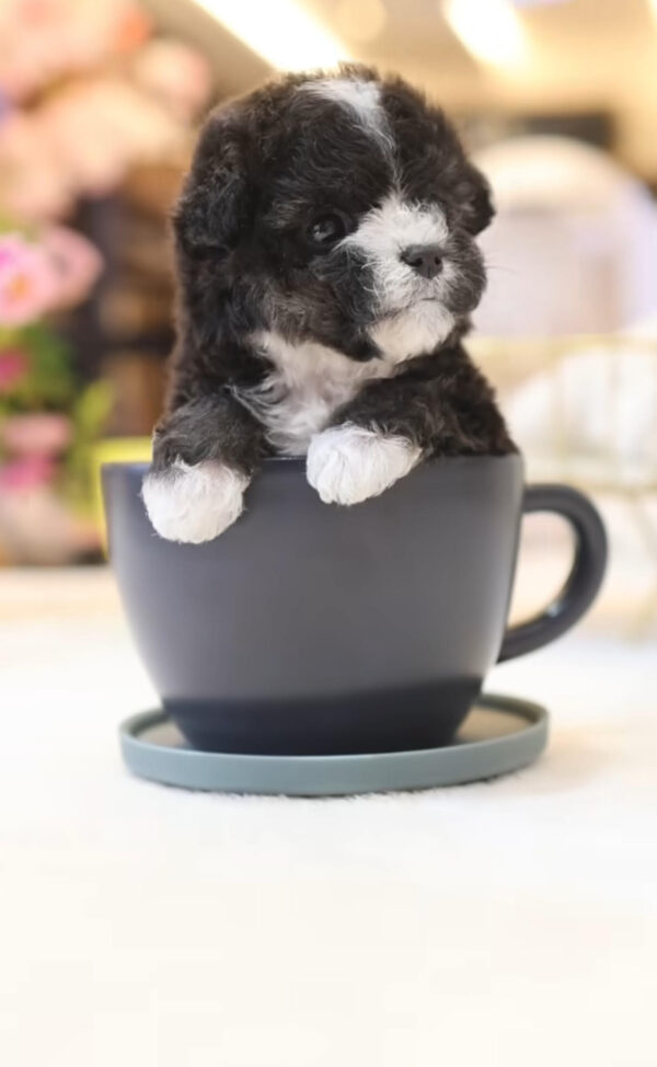Puppy Name : Lola