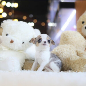 Puppy Name : Lola
