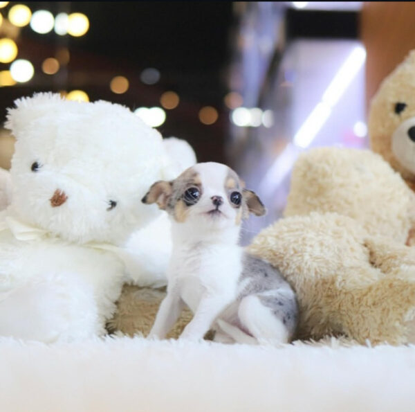 Puppy Name : Lola