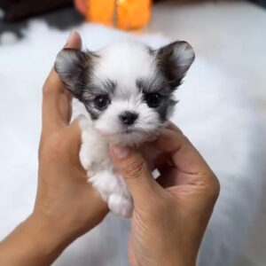 Puppy Name : Lottie