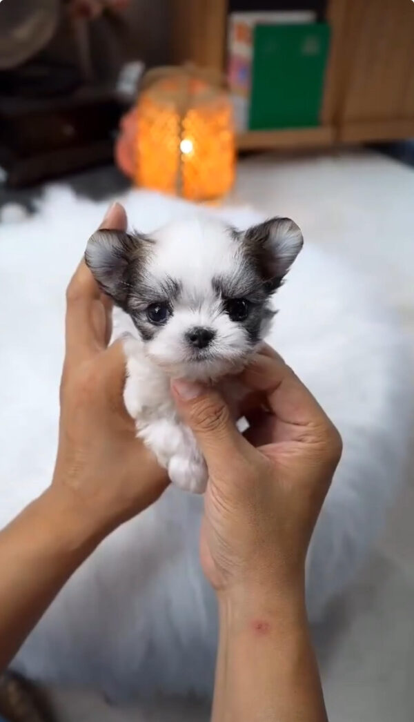 Puppy Name : Lottie