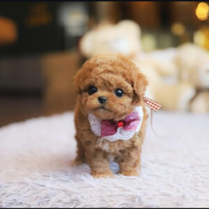 Puppy Name : Lulu