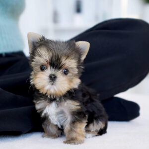 Puppy Name : Maggie