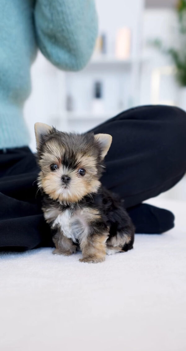 Puppy Name : Maggie