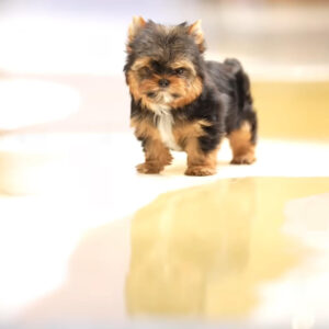 Puppy Name : Mat