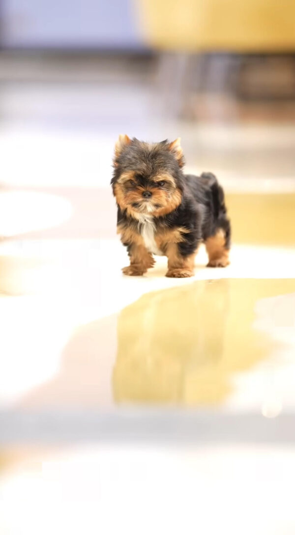 Puppy Name : Mat