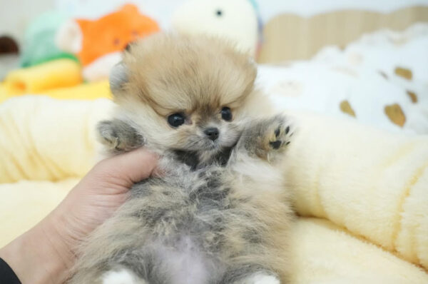 Puppy Name : Matilda