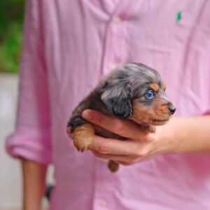 Puppy Name : Maya