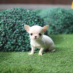 Puppy Name :
