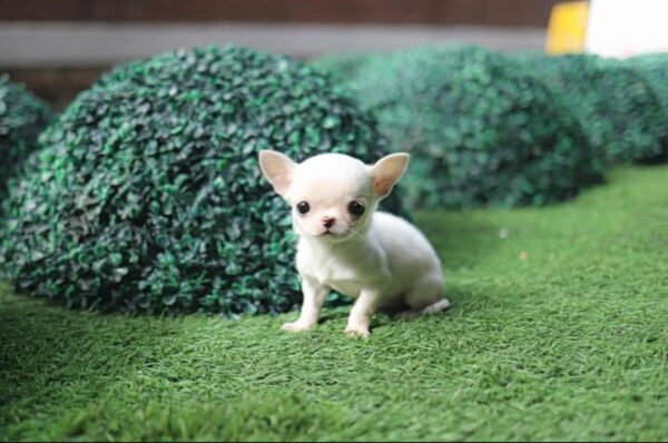 Puppy Name :