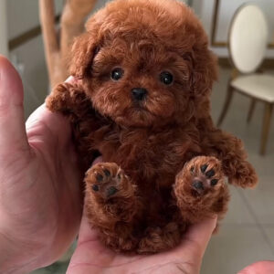 Puppy Name : Millie