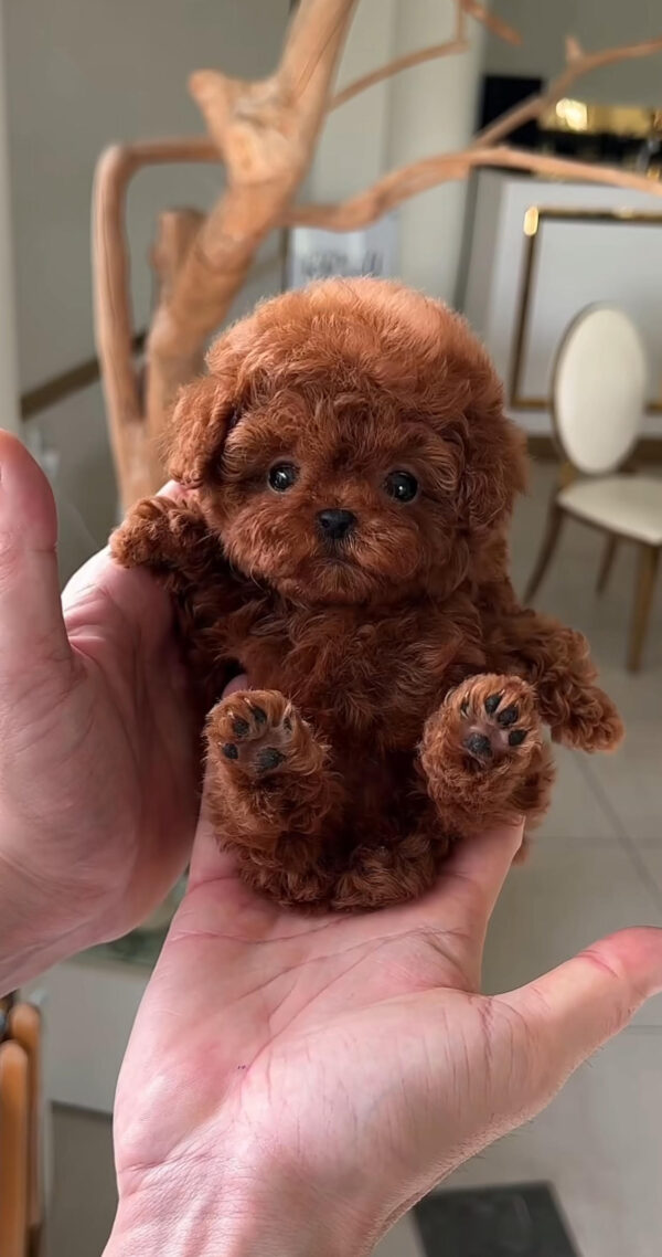 Puppy Name : Millie