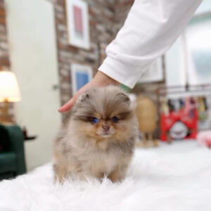 Puppy Name : Muffin