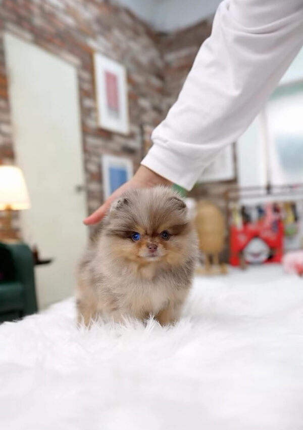 Puppy Name : Muffin