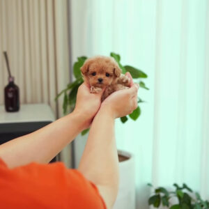 Puppy Name : Nell