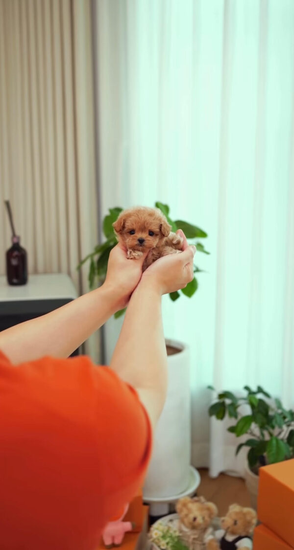 Puppy Name : Nell