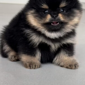 Puppy Name : Nina