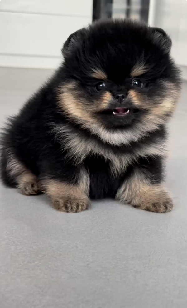 Puppy Name : Nina