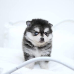 Puppy Name : Paris