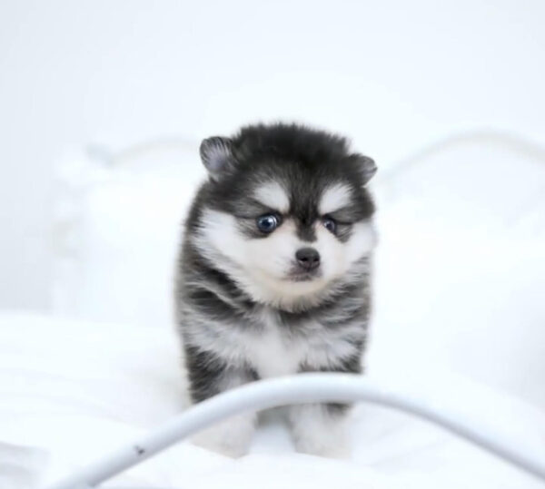 Puppy Name : Paris