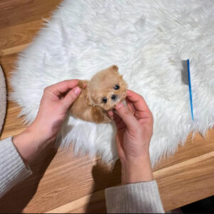 Puppy Name : Pearl