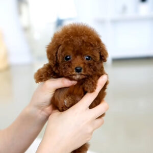 Puppy Name : Penny