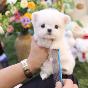Puppy Name : Bebe