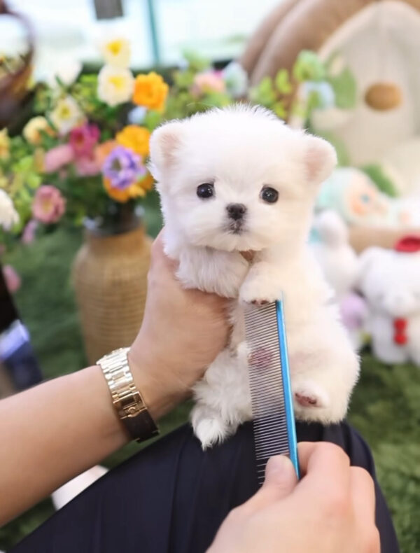 Puppy Name : Bebe