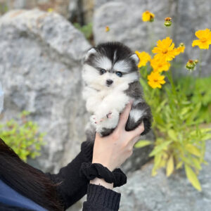 Puppy Name : Sandy