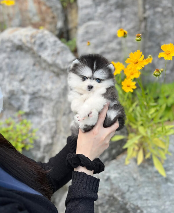 Puppy Name : Sandy