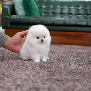 Puppy Name : Sasha