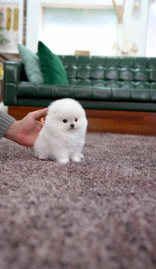 Puppy Name : Sasha