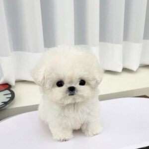 Puppy Name : Suzie