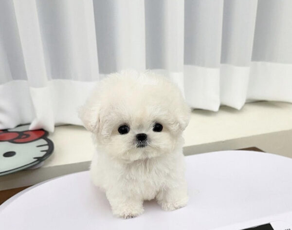 Puppy Name : Suzie