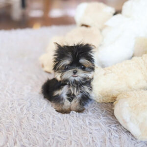 Puppy Name : Valey