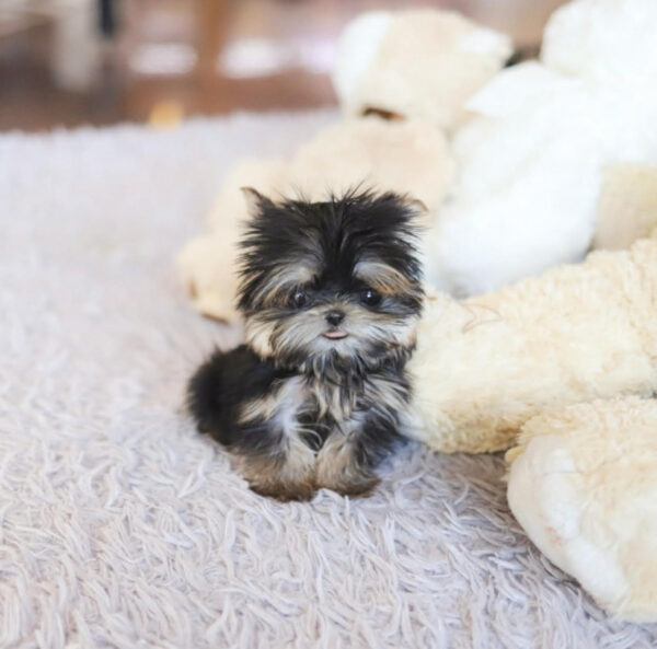 Puppy Name : Valey