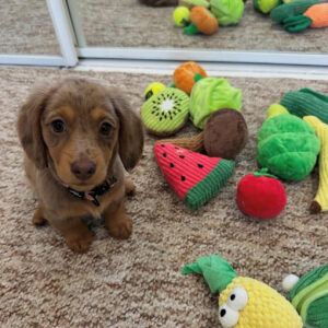 Puppy Name : Winnie