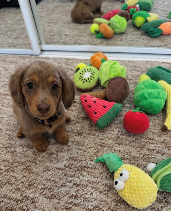 Puppy Name : Winnie
